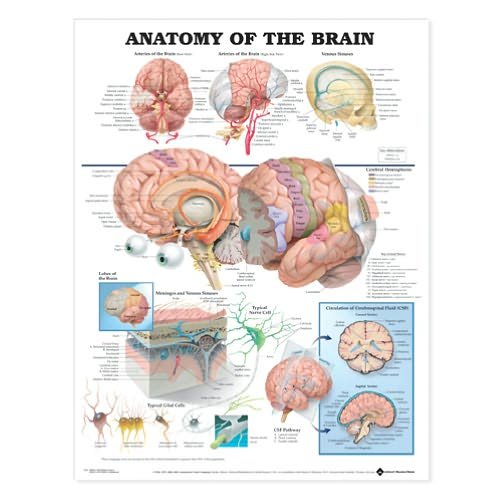 Cover for Anatomical Chart Com · Anatomy of the Brain Anatomical Chart (Map) (2002)