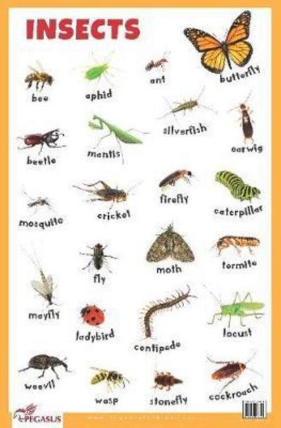 Cover for Pegasus · Insects Educational Chart (Poster) (2022)