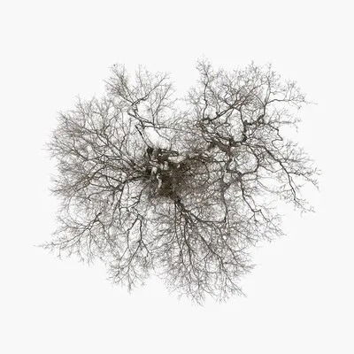 John Metcalfe · John Metcalfe - Tree (CD) (2010)