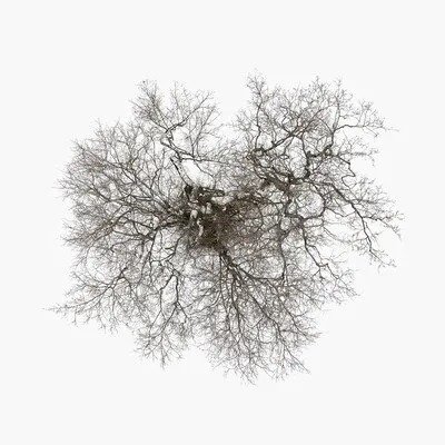 Cover for John Metcalfe · Tree (CD) (2023)