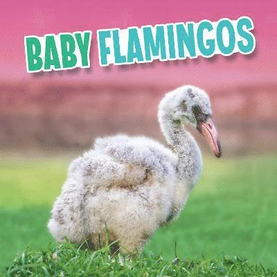 Cover for Martha E. H. Rustad · Baby Flamingos - Baby Animals (Hardcover bog) (2022)