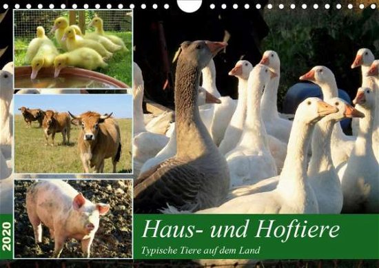 Cover for Löwer · Haus- und Hoftiere (Wandkalender (Book)