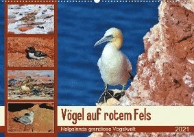 Cover for Schaack · Vögel auf rotem Fels - Helgolan (Buch)