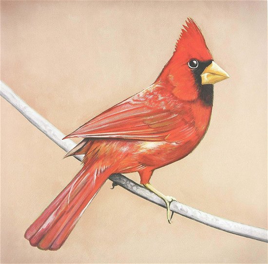 Cover for Alexisonfire · Old Crows / Young Cardinals (CD)