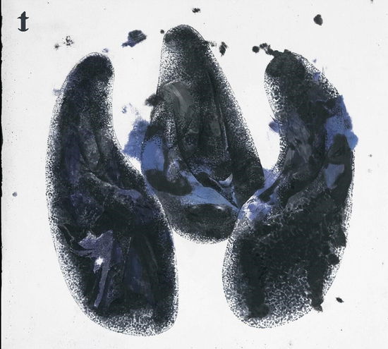 Cover for Roz Vitalis · Quia Nesciunt Quid Faciunt (CD) (2023)