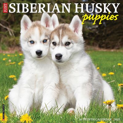 Willow Creek Press · Just Siberian Husky Puppies 2025 12 X 12 Wall Calendar (Kalender) (2024)