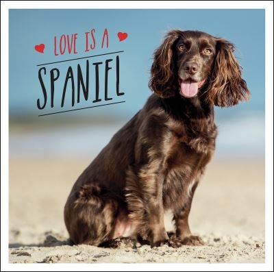 Cover for Charlie Ellis · Love is a Spaniel: A Dog-Tastic Celebration of the World’s Most Lovable Breed (Hardcover Book) (2022)