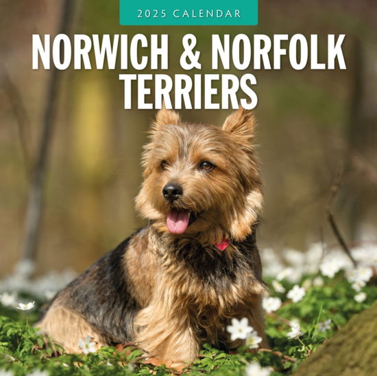 Norwich-/ Norfolk Terriers 2025 Square Wall Calendar - Red Robin - Bücher - Red Robin Publishing Ltd. - 9781804424902 - 9. September 2024