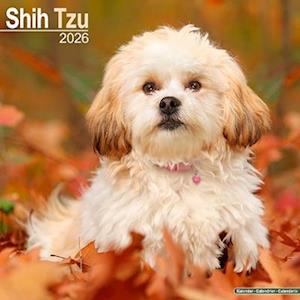 Cover for Shih Tzu Calendar 2026  Square Dog Breed Wall Calendar - 16 Month (Calendar) (2025)