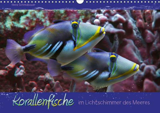 Korallenfische im Lichtschi - Schmidbauer - Książki -  - 9783671800902 - 