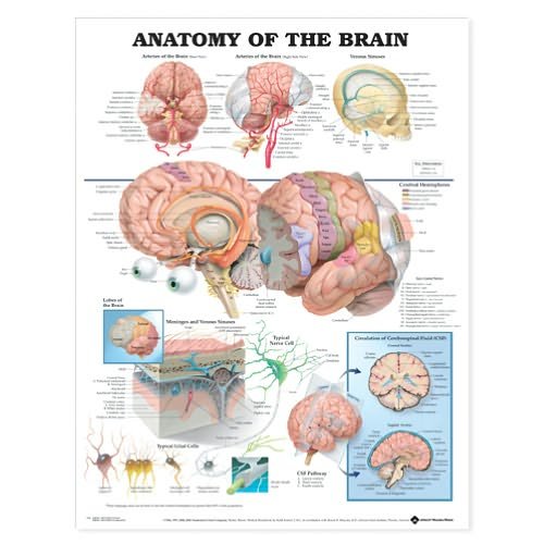 Cover for Anatomical Chart Com · Anatomy of the Brain Anatomical Chart (Map) (2004)