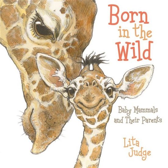 Born in the Wild: Baby Animals and Their Parents - In the Wild - Lita Judge - Böcker - Roaring Brook Press - 9781250189905 - 18 juni 2019