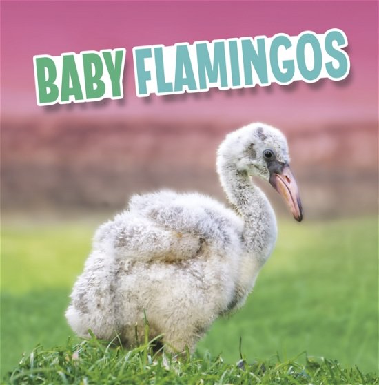 Martha E. H. Rustad · Baby Flamingos - Baby Animals (Pocketbok) (2023)