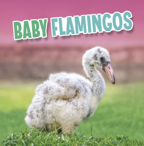 Cover for Martha E. H. Rustad · Baby Flamingos - Baby Animals (Paperback Bog) (2023)