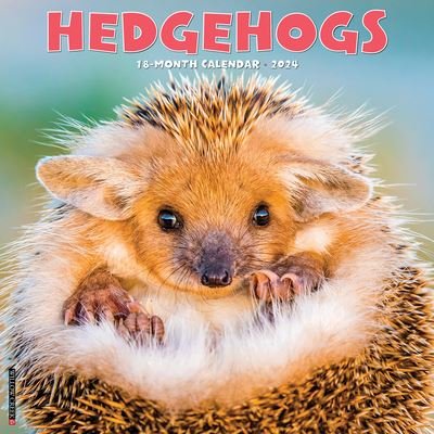 Cover for Willow Creek Press · Hedgehogs 2024 12 X 12 Wall Calendar (Kalender) (2023)