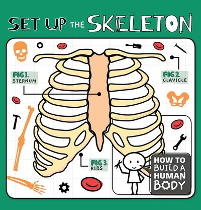 Cover for Kirsty Holmes · Set Up the Skeleton - How to Build a Human Body (Hardcover Book) (2019)