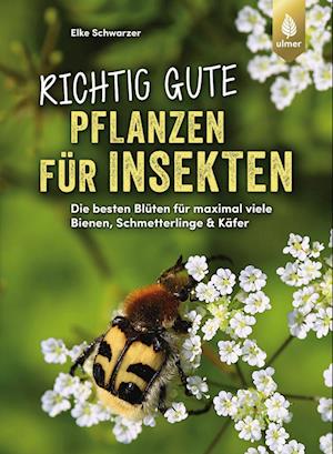 Cover for Elke Schwarzer · Richtig gute Pflanzen für Insekten (Book) (2025)