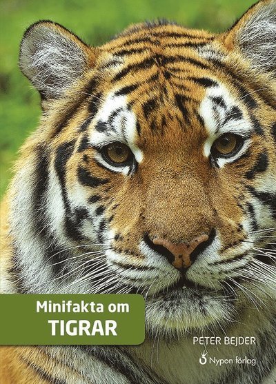 Cover for Peter Bejder · Minifakta om ...: Minifakta om tigrar (Indbundet Bog) (2018)