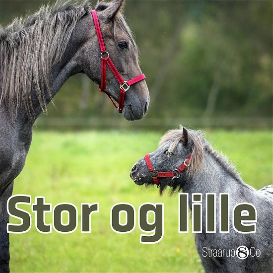 Pil: Stor og lille - Marianne Randel Søndergaard - Bøger - Straarup & Co - 9788770184908 - 14. oktober 2019