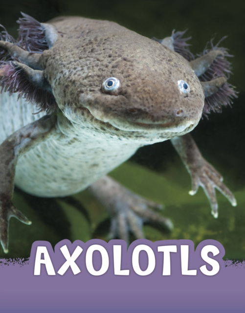 Cover for Jaclyn Jaycox · Axolotls - Animals (Hardcover Book) (2023)