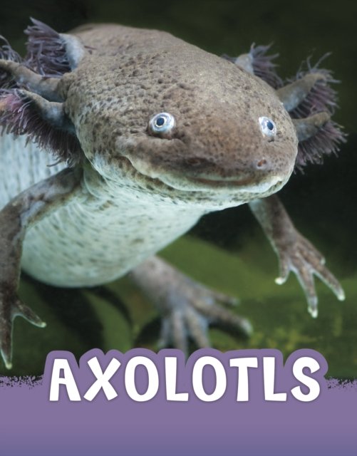 Cover for Jaclyn Jaycox · Axolotls - Animals (Hardcover bog) (2023)