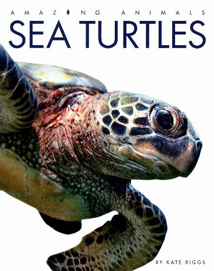 Cover for Kate Riggs · Amazing Animals: Sea Turtles (Hardcover Book) (2015)