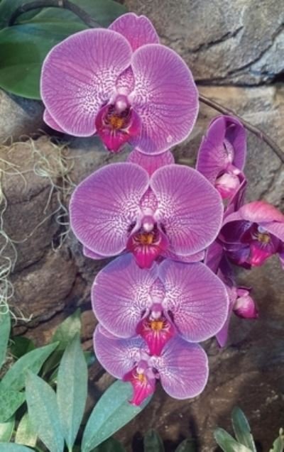 Hot Pink Orchid Journal - Ns Journals - Bøger - PenDragon Press - 9781735619910 - 1. december 2020