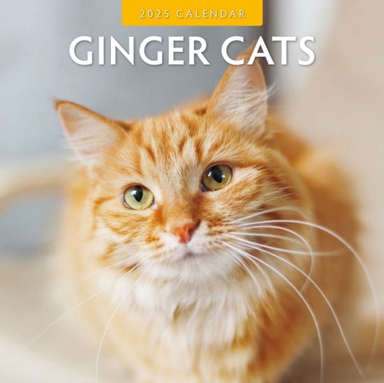 Cover for Red Robin · Ginger Cats 2025 Square Wall Calendar (Taschenbuch) (2024)