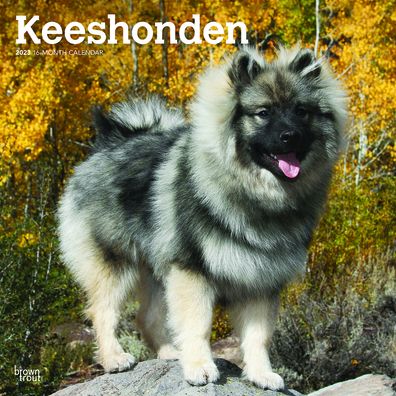 Cover for Browntrout · Keeshonden 2023 Square (Calendar) (2022)