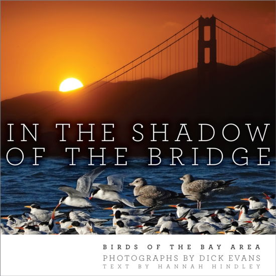 Cover for Dick Evans · In the Shadow of the Bridge: Birds of the Bay Area (Gebundenes Buch) (2026)