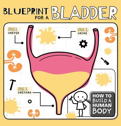 Cover for Kirsty Holmes · Blueprint for a Bladder - How to Build a Human Body (Hardcover Book) (2019)