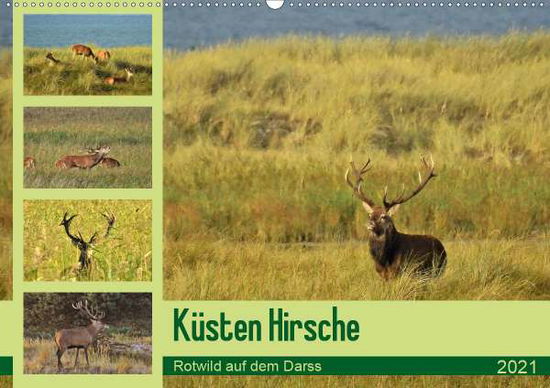 Küsten Hirsche - Rotwild auf de - Schaack - Libros -  - 9783672070915 - 