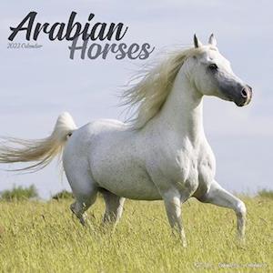 Arabian Horses 2023 Wall Calendar (Calendar) (2022)