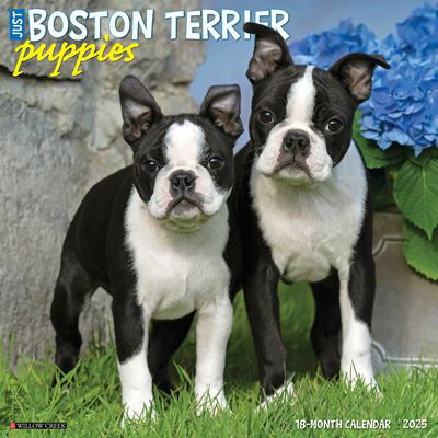 Willow Creek Press · Just Boston Terrier Puppies 2025 12 X 12 Wall Calendar (Calendar) (2024)
