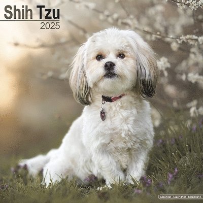 Cover for Shih Tzu Calendar 2025 Square Dog Breed Wall Calendar - 16 Month (Kalender) (2024)