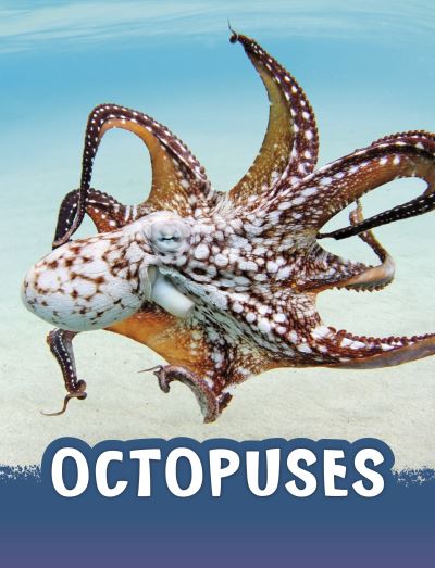 Cover for Jaclyn Jaycox · Octopuses - Animals (Paperback Bog) (2023)