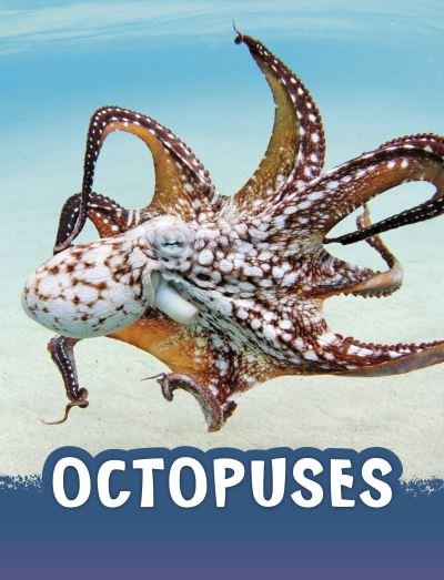 Cover for Jaclyn Jaycox · Octopuses - Animals (Paperback Bog) (2023)