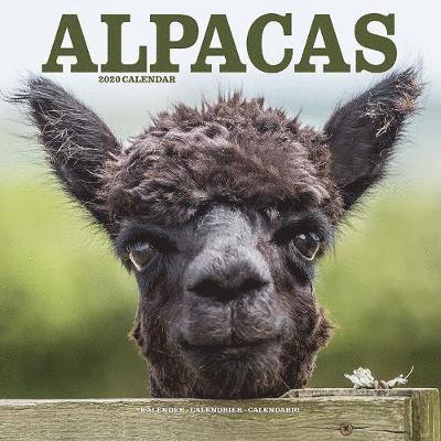 Kal. Alpacas - Alpakas 2020 - Avonside Publishing Ltd - Books - Avonside Publishing Ltd - 9781785806919 - July 1, 2019