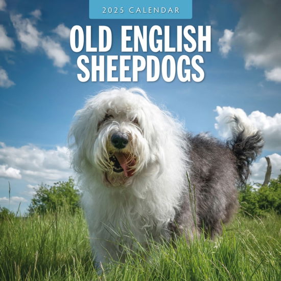 Cover for Red Robin · Old English Sheepdog 2025 Square Wall Calendar (Paperback Book) (2024)