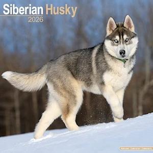 Cover for Siberian Husky Calendar 2026  Square Dog Breed Wall Calendar - 16 Month (Calendar) (2025)
