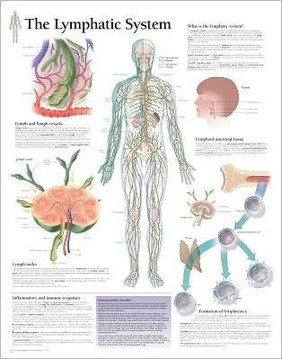 Cover for Scientific Publishing · Lymphatic System Laminated Poster (Plakat) (2005)