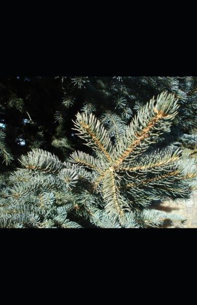 Cover for H Geoffrey Moser · Spruce Bough Poems (Taschenbuch) (2020)