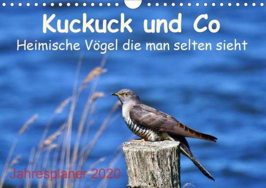 Cover for Schaack · Kuckuck und Co - Heimische Vöge (Book)