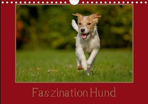 Cover for Bischof · Faszination Hund (Wandkalender (Book)