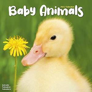 Baby Animals 2023 Wall Calendar (Calendar) (2022)