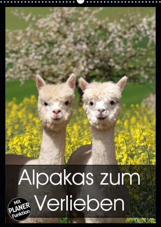 Cover for Rentschler · Alpakas zum Verlieben (Wandk (Book)