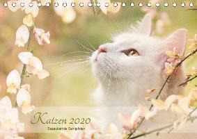 Cover for Pohle · Katzen 2020 Bezaubernde Samtpfote (Book)