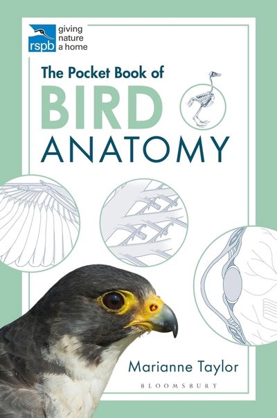 The Pocket Book of Bird Anatomy - RSPB - Marianne Taylor - Livros - Bloomsbury Publishing PLC - 9781472976925 - 28 de maio de 2020