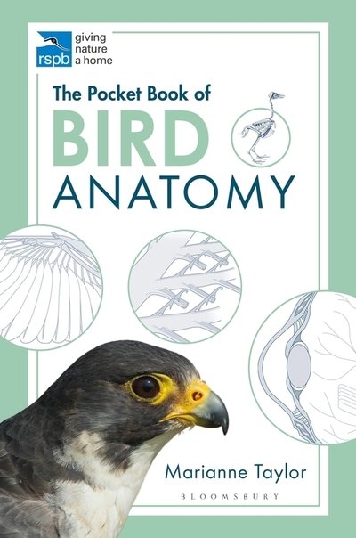 Cover for Marianne Taylor · The Pocket Book of Bird Anatomy - RSPB (Paperback Bog) (2020)