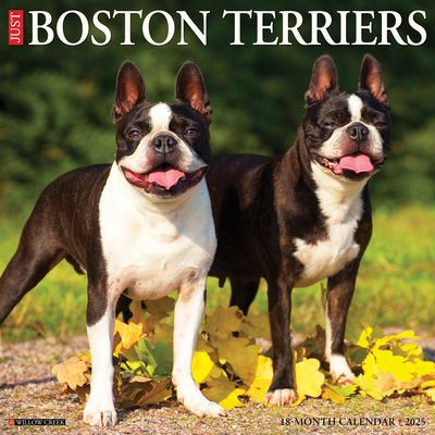 Willow Creek Press · Just Boston Terriers 2025 12 X 12 Wall Calendar (Kalender) (2024)